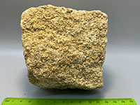 a buff-colored sandy rock made up of tiny fragments of clam shells.